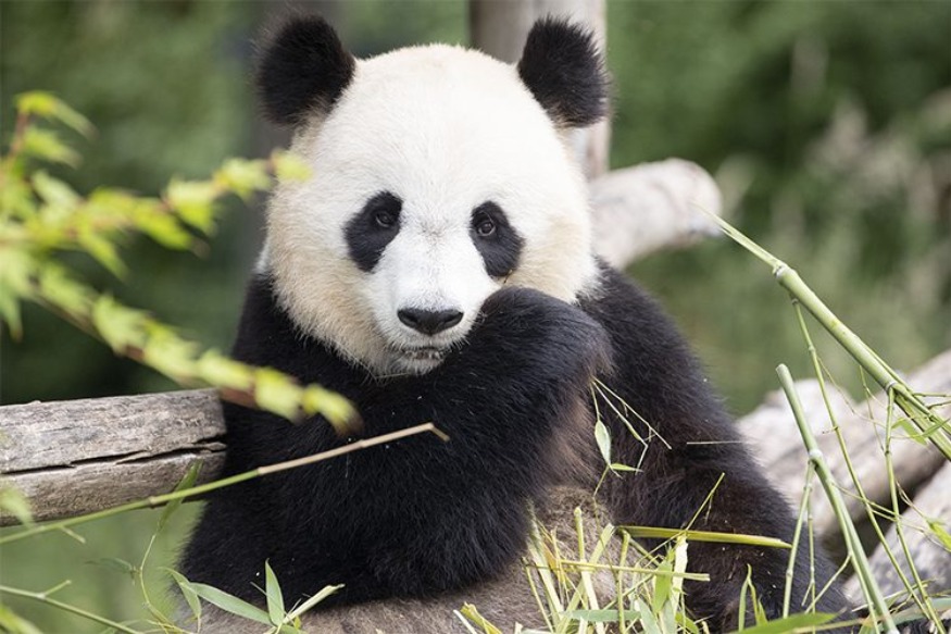 Zoo de Beauval : Huan Huan attend bien un nouveau bébé !