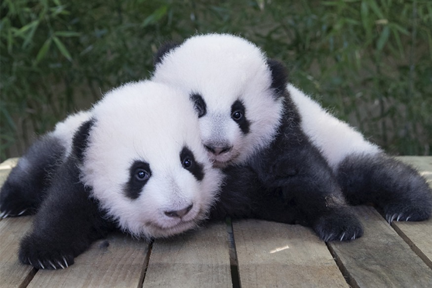 Zoo de Beauval : les jumelles pandas enfin visibles !