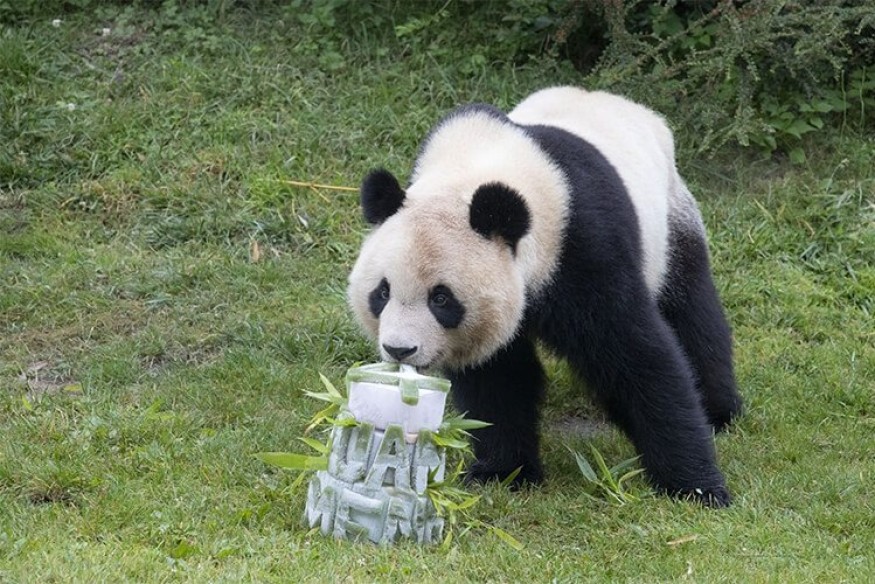Beauval : le premier panda né en France rejoindra la Chine en juillet