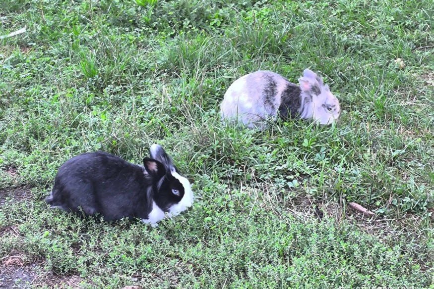 Nièvre :  La Ferme des Choupinous lance un appel à bénévoles