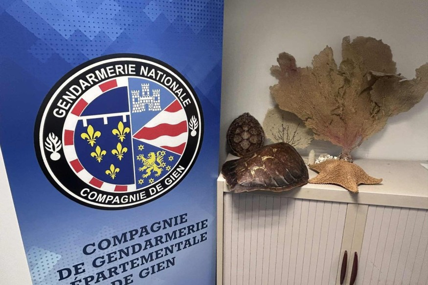 Une vente illégale de carapaces de tortue stoppée à Gien